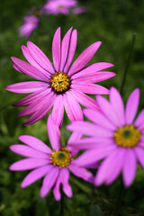 Closeup shot of beautiful pink flowers in the garden 
