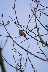 Ein Grauammer sitzt auf einem Zweig auf einem Baum.
