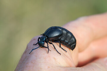 Portrait eines Schwarz Blauen Ölkäfer. Diese Käfer sind giftig und sondern eine giftige gelbe Substanz ab.
