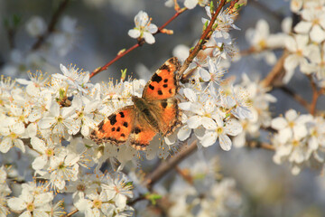 Der kleine Fuchs Schmetterling auf den Blüten eines Obstbaumes.
