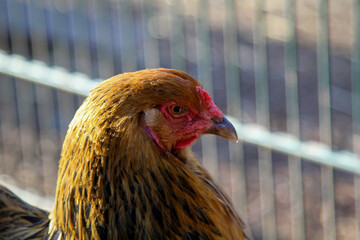 Portrait eines Huhn, Hahns auf dem Bauernhof.
