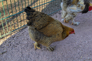 Portrait eines Huhn, Hahns auf dem Bauernhof.
