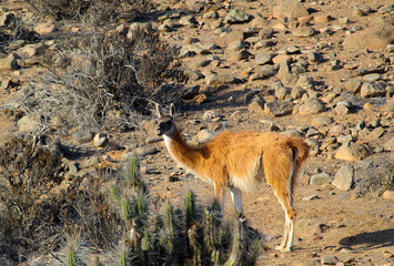Guanaco en su hábitat localidad de choros, coquimbo, Chile