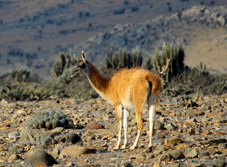 Guanaco en su hábitat localidad de choros, coquimbo, Chile
