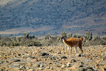 Guanaco en su hábitat localidad de choros, coquimbo, Chile