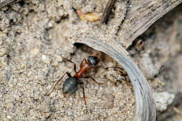 Eine gro&szlig;e Ameise auf Sandboden, mit schwarzem Hinterlaib und brauner Tailie.