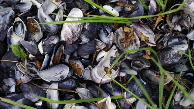 Sea life. Closeup view of mussel shells.