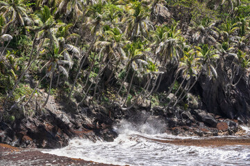 waves and coconut trees