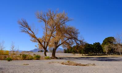 tree in the park fall