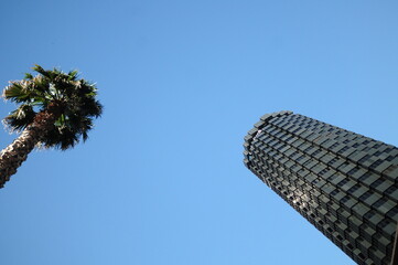 blue, skyscraper, and palm tree