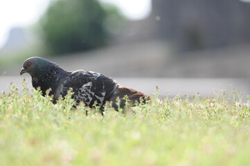 Pigeon exploring the green