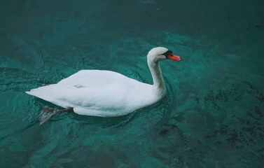 Swan on Lake Geneva