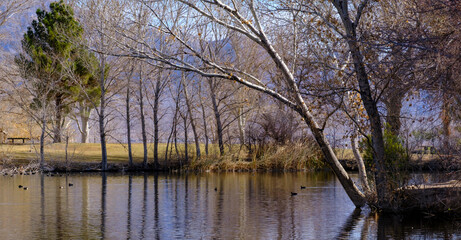 lake in the park