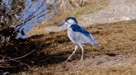 blue heron on the ground