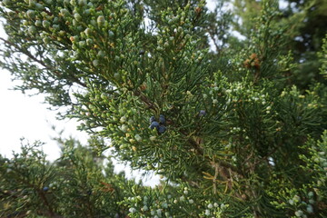 Juniper Branch with Blue and Green Berries and Buds