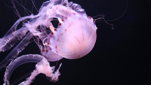 Purple Striped Jellyfish (Pelagia noctiluca)