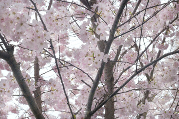 Cerasus tree in the city of Vancouver