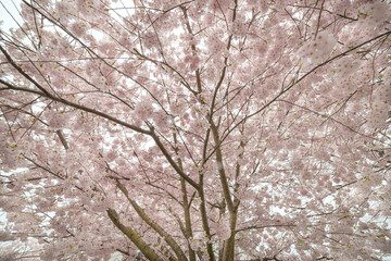 Cerasus tree in the city of Vancouver