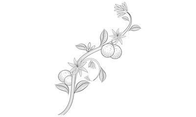 Orange fruit with leaves coloring page | art food elements graphic sketch line art drawing illustration.