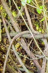 Cahuita National Park, jungle, beautiful tropical Caribbean beach, Cahuita, Limon province, Costa Rica east coast