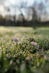 A daisy flower in a lawn with frost.