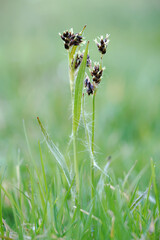 The flower of the bullfrog graces the grass.