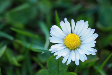 Fototapeta premium A daisy flower in the lawn.