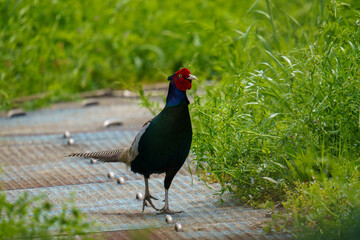 日本の国鳥キジ