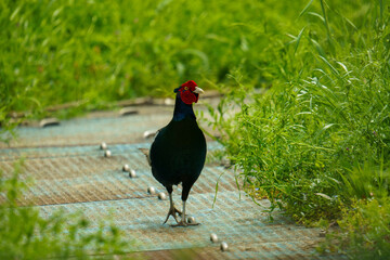 日本の国鳥キジ