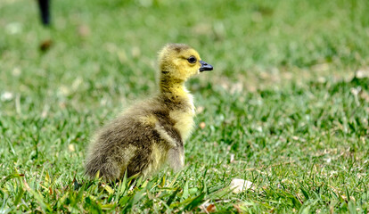Naklejka na ściany i meble baby duck in the grass