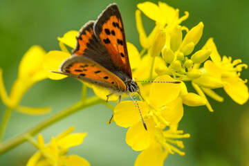 菜の花とチヂミ蝶
