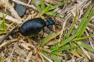 めずらしいオオツチハンミョウ