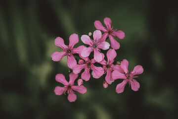 Tiny pink flower with black background.Spring flowers.Macro,cllose up