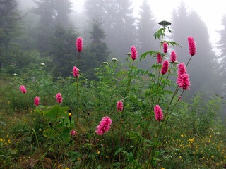 pink flower with foggy background.Spring flowers.