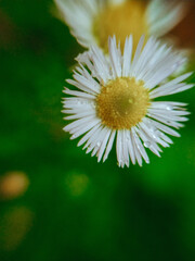 daisy flower close up.Spring flowers.Macro