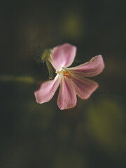 tiny pink flower with black background.Spring flowers.Macro
