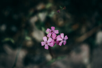 little pink flower with black background.Spring flowers.Macro