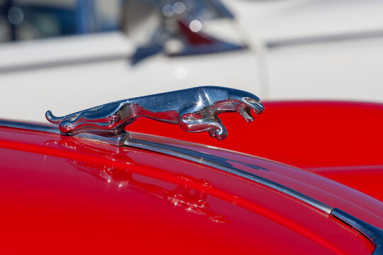 Tyabb, Australia - March 9, 2014: Iconic Jaguar symbol (Leaping Jaguar) on the bonnet of a vintage classic Jaguar sports car.