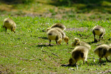 country goose on the grass