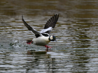 Male Bufflehead Taking Off from Pond in Spring