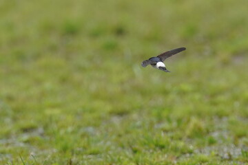 asian house martin in flight
