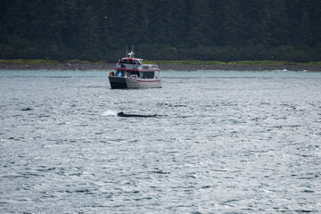 Whale watching boat and dorsal fin of a whale