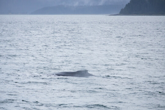 Dorsal fin of a humpback whale in the ocean