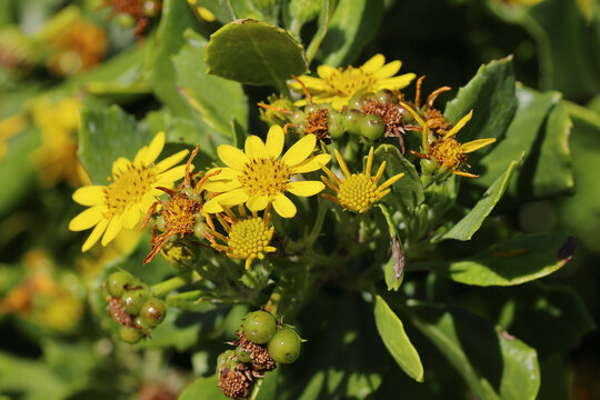 Bitou Bush with flowers (Chrysanthemoides monilifera)