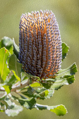 Old Man or Saw Banksia (Banksia serrata)