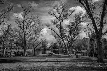 trees in the park black and white