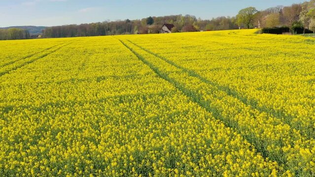 Aerial view yellow mustard blooming flowers fields in springtime Germany countryside. Windmills and typical Bavarian houses on background. High quality 4k footage
