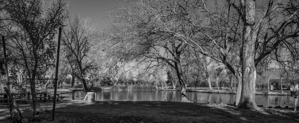 trees and lake black and white