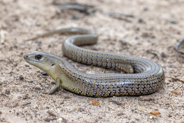 Mainland She-Oak Skink ( Cyclodomorphus michaeli)