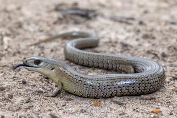 Mainland She-Oak Skink ( Cyclodomorphus michaeli) flickering it's tongue